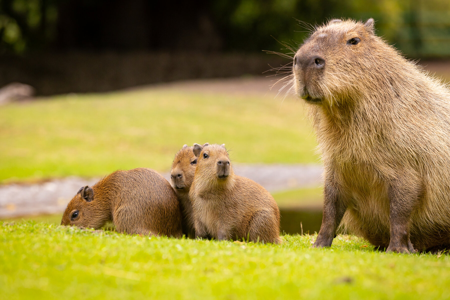 süße Capybara aus dem Zoo Berlin